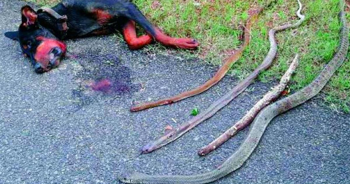 Brave Dog Fights To The Death To Prevent 4 Snakes From Entering The Owner’s House
