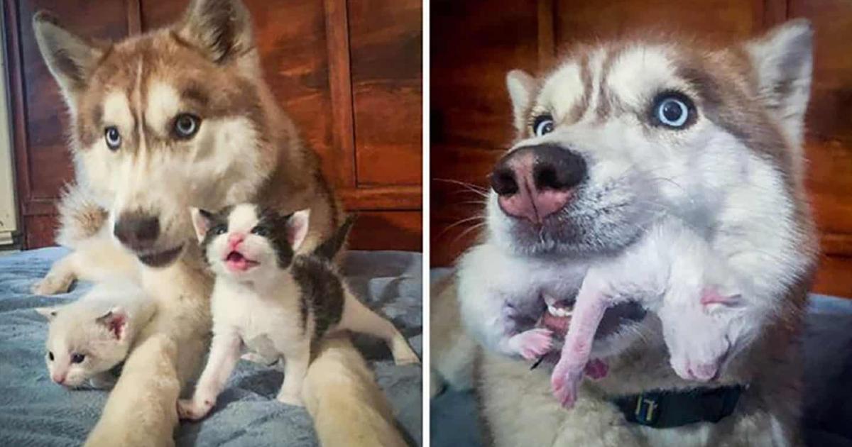 Brave Husky Found A Box Full Of Kittens In The Forest And Adopted Them