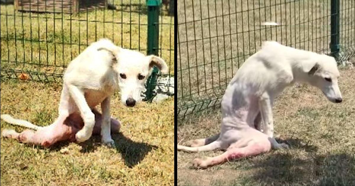 Broken Dog Who Has Been Thrown Like Trash Could Takes His First Steps