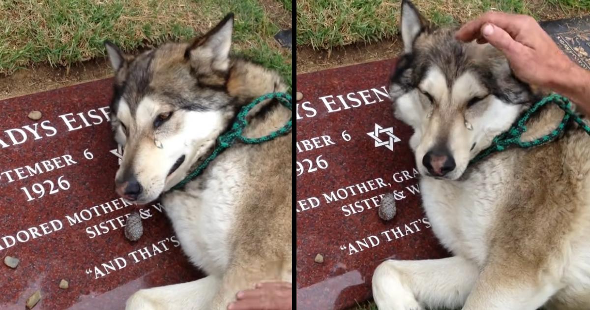 Broken Hearted Husky Can Not Stop Sobbing On The Tombstone Of His Owner