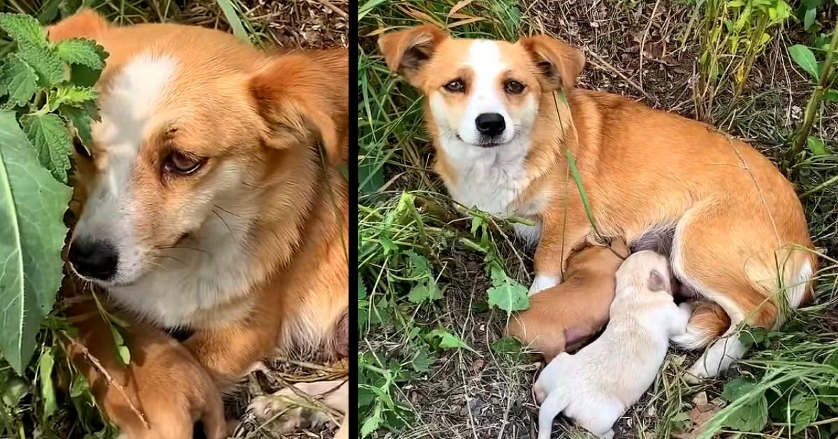 Broken-Hearted Mama Dog Waited On Roadside For Her Owners To Come Back For Her