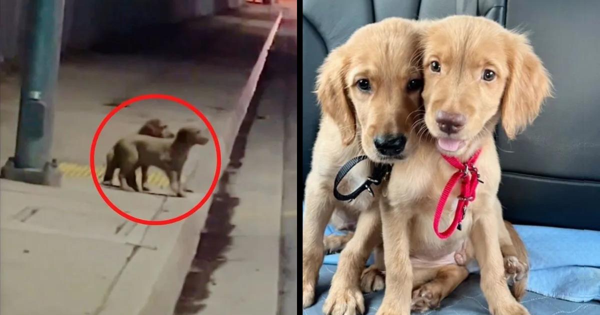 Brother puppies go from living in the cold of the streets to enjoying the comforts of a home