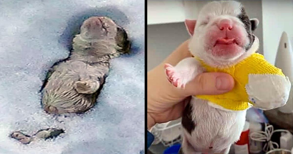 Bulldog Born Without Foot Was Buried In Snow By Owner Who Deemed Him ‘Useless’