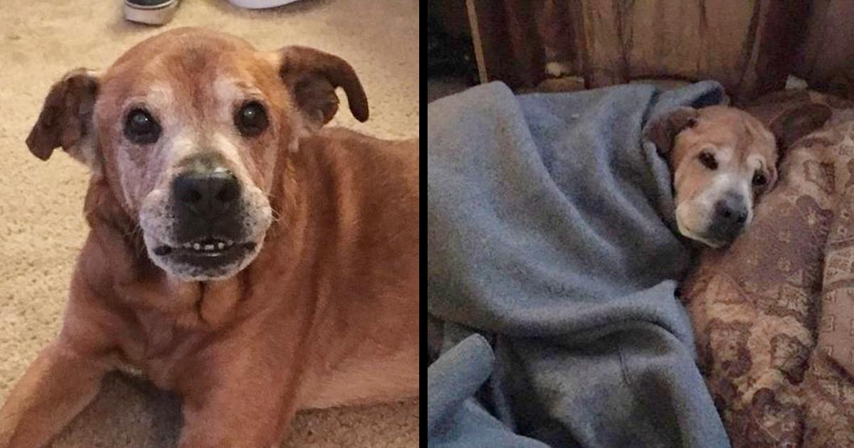 Couple Adopt 17-Year-Old Dog From Shelter, He Stays Alive Long Enough To Meet Human Sister