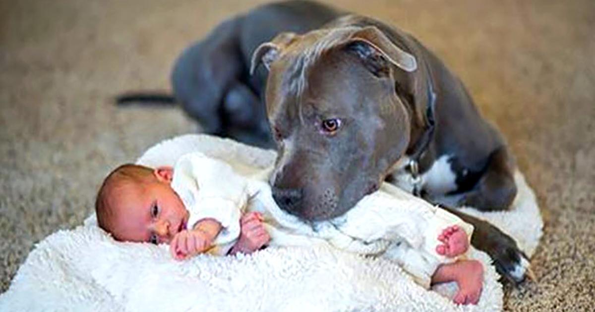 Dad Was Terrified pit Bull Would Hurt His Baby, But The Dog’s Incredible Gesture Moνed Him Deeply.