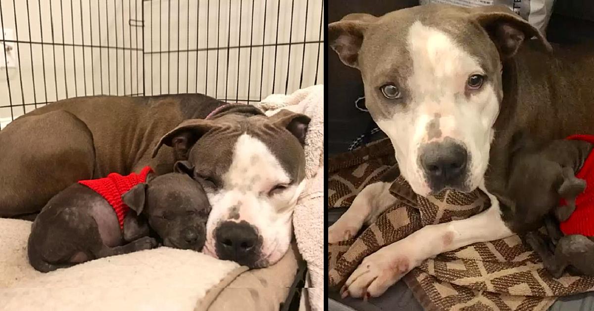 Devastated Pit Bull Finally Finds Love With Orphaned Puppy After Losing Her Own