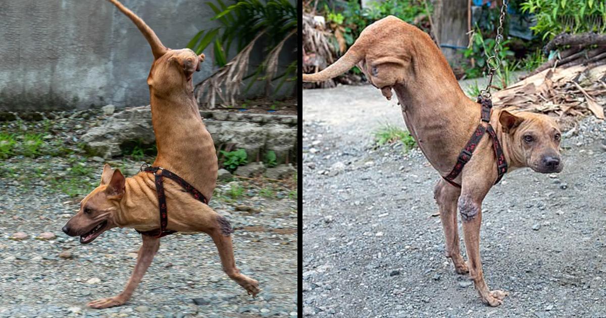 Dog Born Without Back Legs Has Learned To Balance On Front Legs Thanks To Her Kind Owner