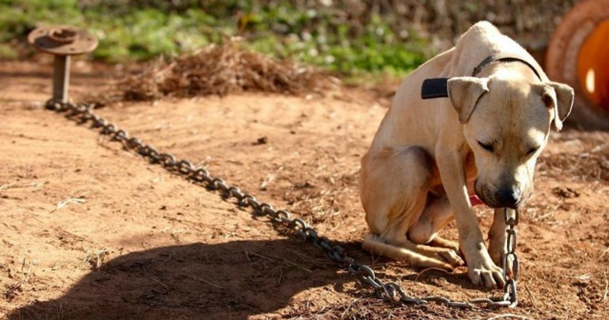 Dog chained his whole life is finally free
