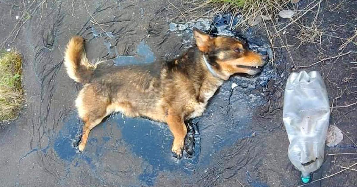 Dog Gathered All His Strength To Bark For Help After Being Trapped In Tar