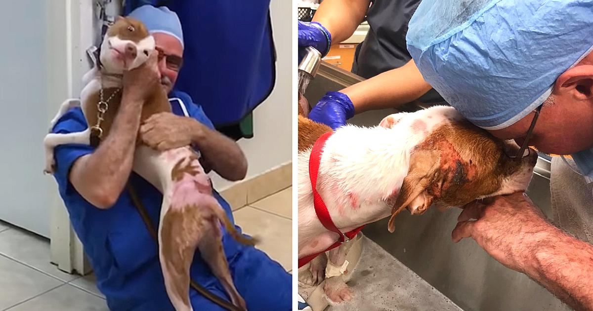 Dog Has Been Saved From Fatal Burns, Couldn’t Handle It When Sees His Vet Again