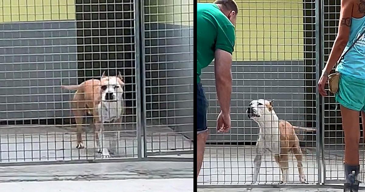 Dog in shelter for 270 days ‘jumps for joy’ when someone finally notices him