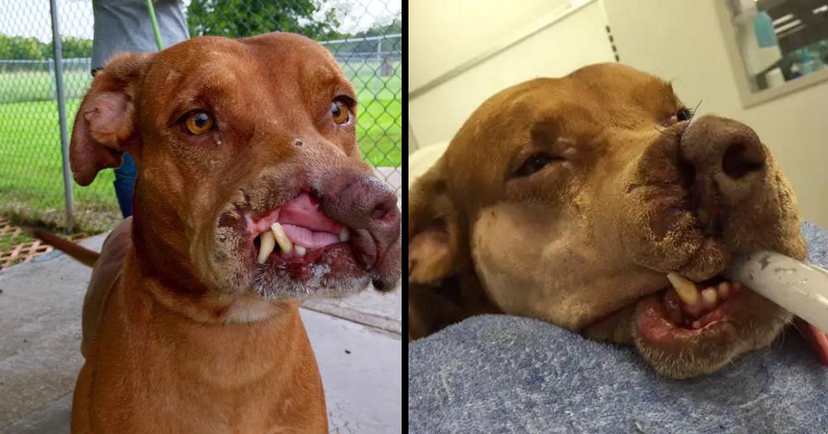 Dog Missing Part Of Face Was Left For Abandoned By Owners, But A Life-Changing A Second