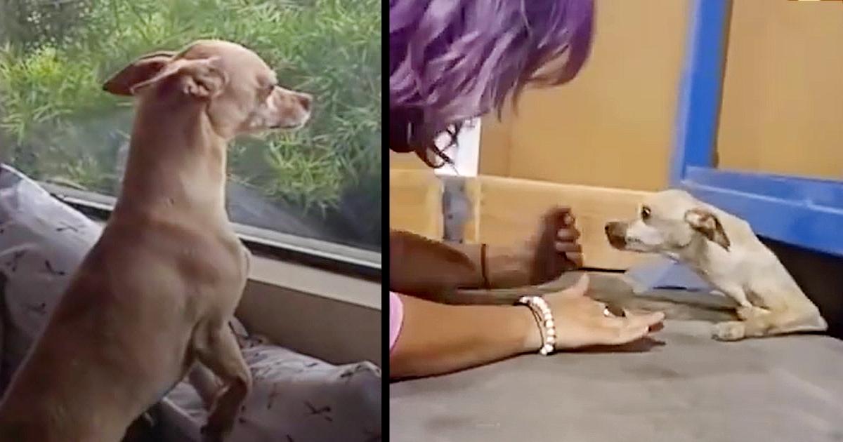 Dog Runs Away From Forever Home All Because He Misses His Foster Mom Too Much
