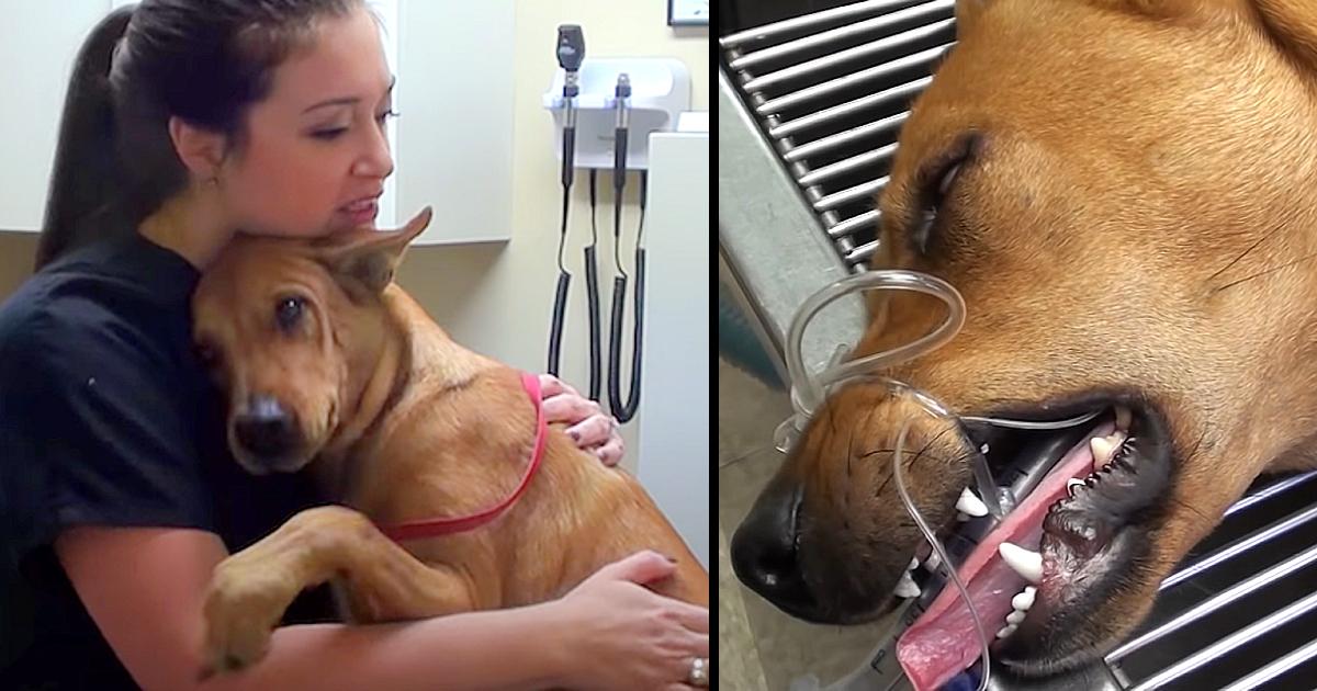 Dog Saved 5 Minutes Before Being Put Down Now Gives The Best Hugs