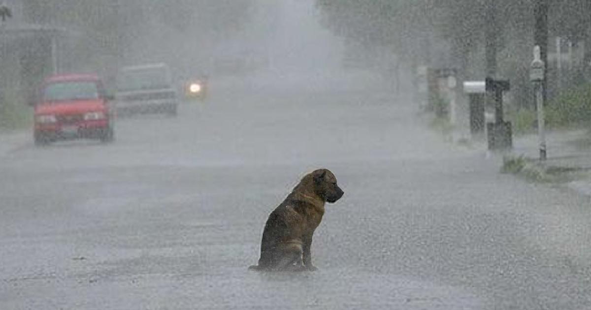 Dog Shaking In The Rain And Abandoned Was Too Sad To Move
