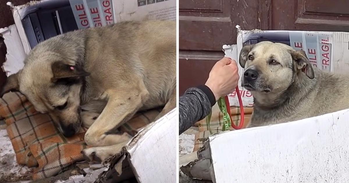 Perro pasó toda su vida en la calle hasta que un turista finalmente la vio