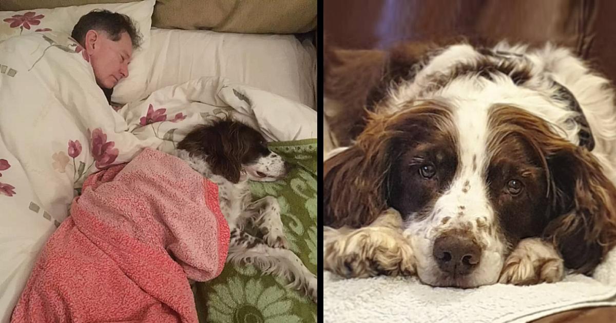 Dog Suffers 2 Strokes & Can No Longer Climb Stairs So Family Take Turns Sleeping With Him Downstairs