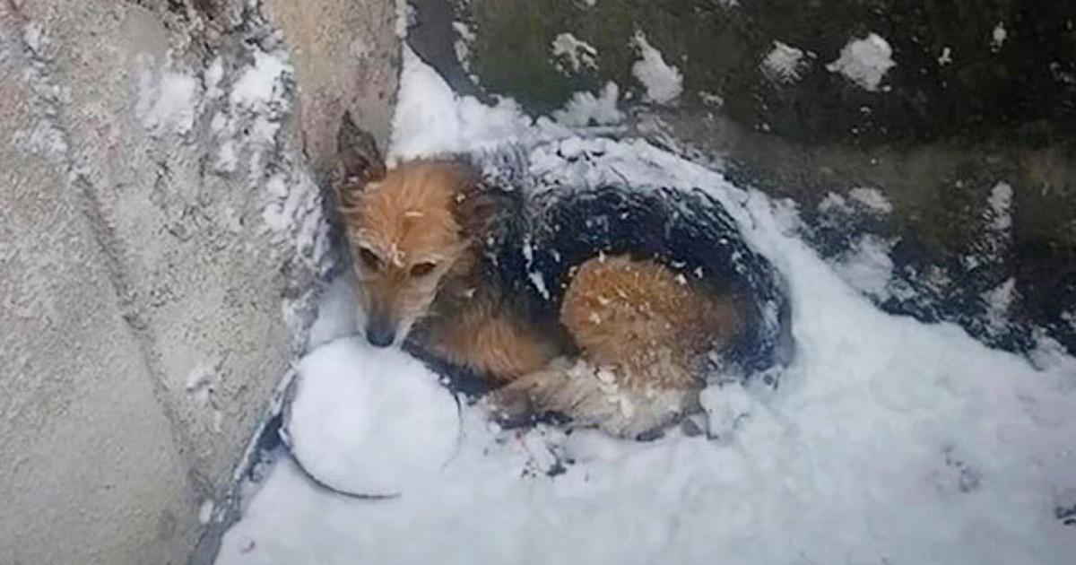 Dog Survives Being Abandoned In The Snow To Go On And Live Her Best Life Yet