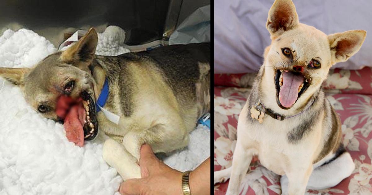 Dog That Lost Her Snout While Saving Two Girls Dies In Her Sleep At 13