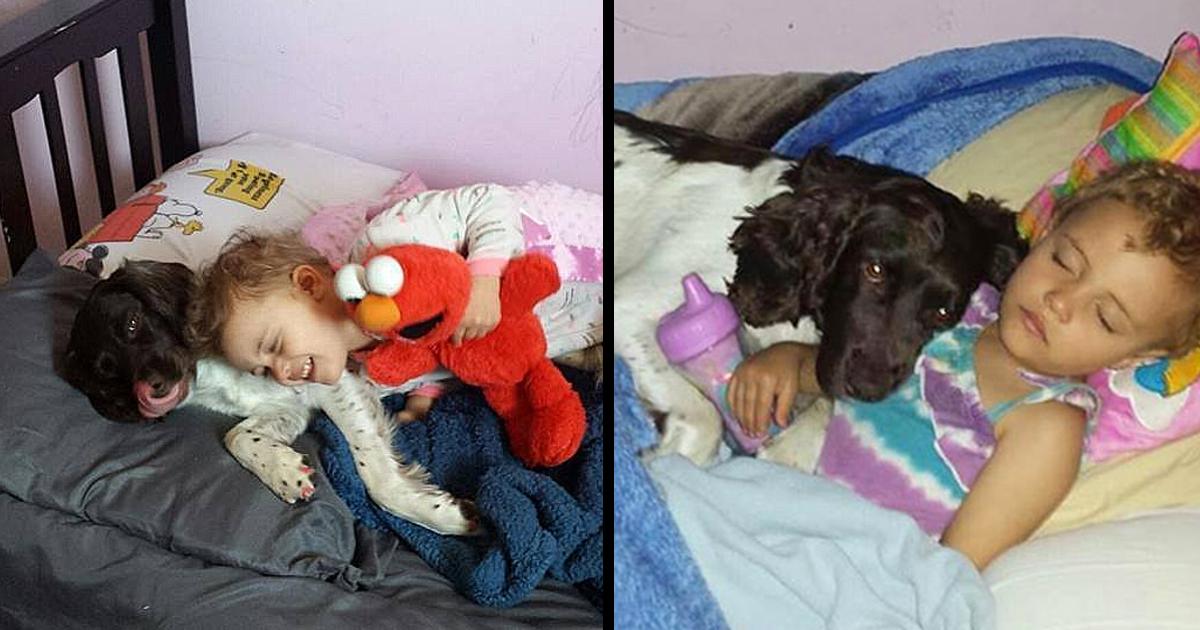 Dog That Nobody Wanted Saves The Life Of A Girl With Epilepsy Every Day