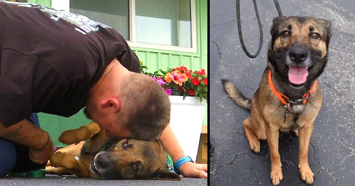 Dog Thrown From A Balcony Gets New Lease Of Life As Veteran’s Service Dog