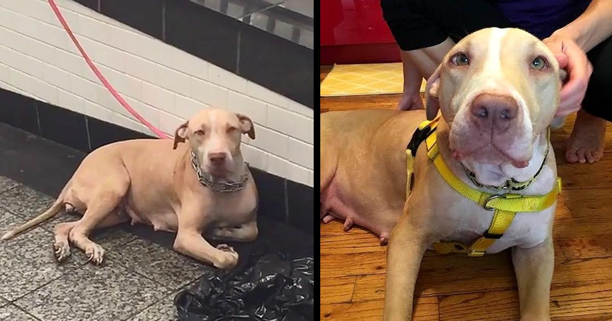 Dog Tied And Dumρed In Subway Looks At Commuters Wishing Someone Will Help Her