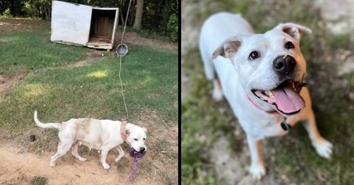 Dog Tied Up With Only A Broken Box For Shelter Is So Happy Someone Stopped To Help