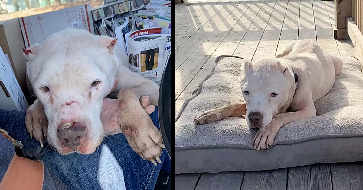 Dog Was Thrown Out In Extreme Temperatures For Being Old & Useless