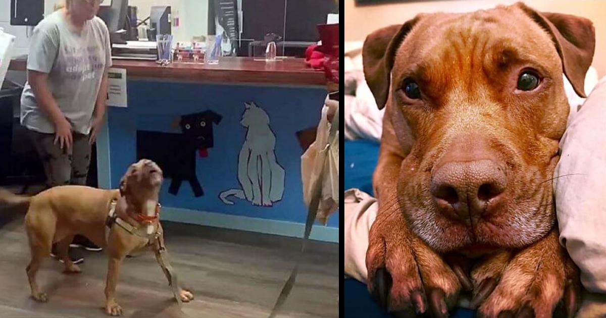 Dog Whines With Joy When He Finds Out He’s Finally Adopted After 1250 Days In Foster Care
