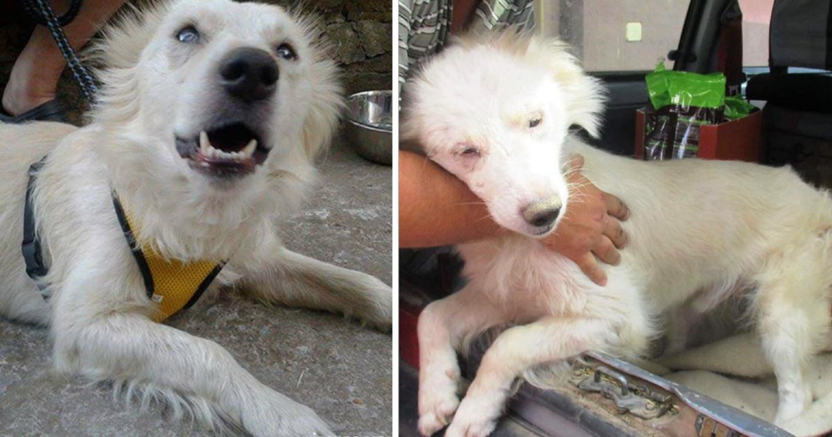 Dog Who Only Knew Abuse Now Has Unconditional Love