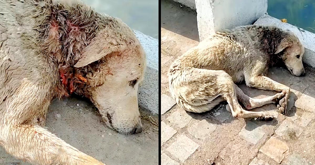 Dog With Neck Wound Lays Down To Die Howeνer Assist Is on Its Way.