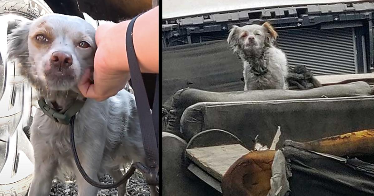 Dumped Dog Covered In Soot & Ash Spent Her Nights Sleeping Outside On An Old Burnt Couch