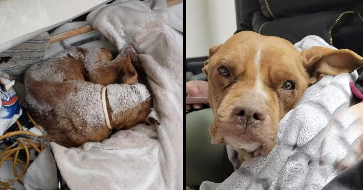 Elderly Dog Found Curled Up Outside During Blizzard Gets A Christmas Miracle
