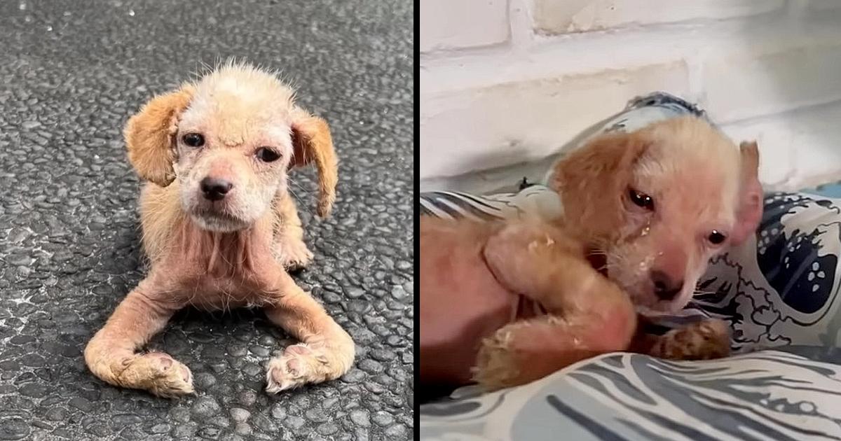 Emaciated Little Body Covered in Mange, She Was Shivering While Crawled Along The Ground