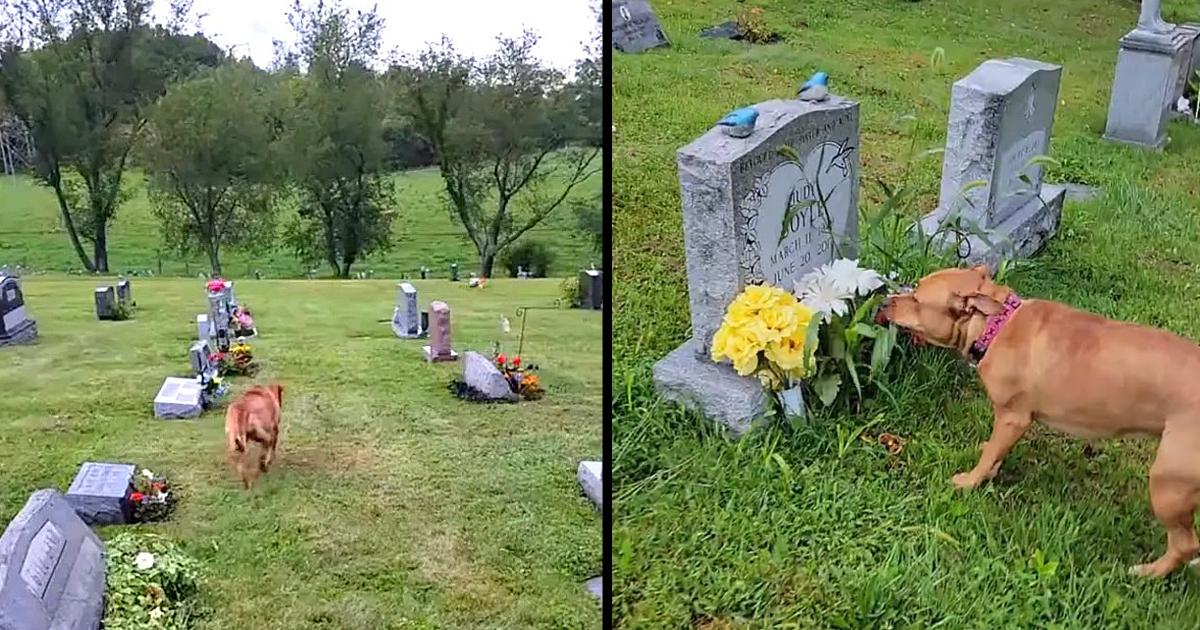 Emotional Puppy Knows Exactly Which Grave Is For His Passed Away Grandma.