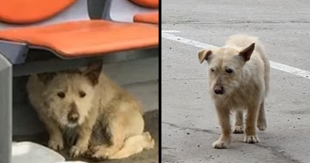 Everything has changed for this abandoned puppy, and her makeover is winning people’s hearts.