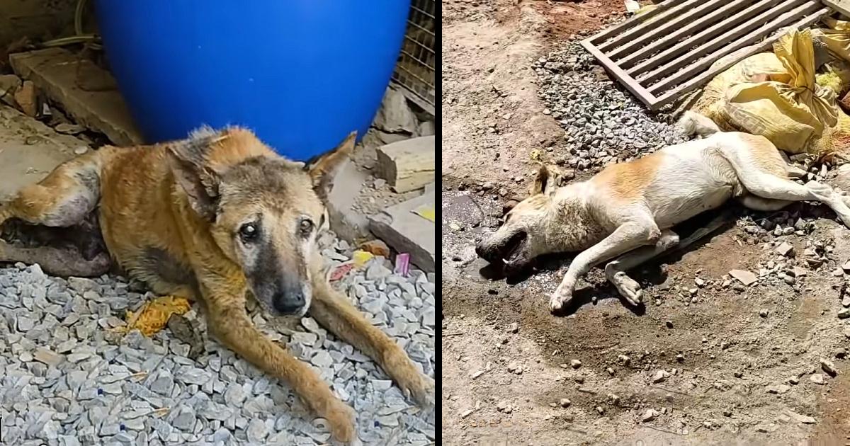Fairy tale has come true for these terribly injured elderly street dogs…