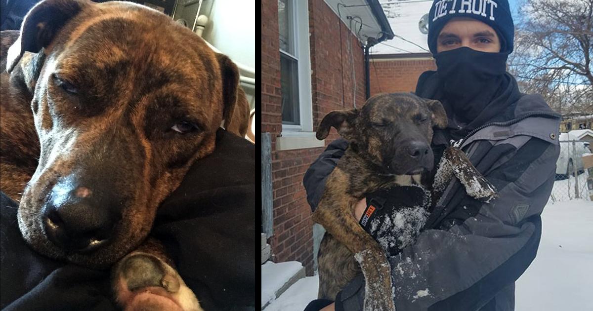 Family Left The Dog Tied up In The Snow overnight But Thе Neighbоr Stepped In To Make It Right