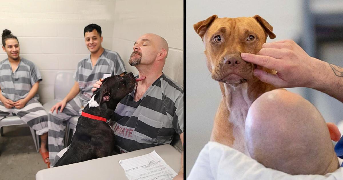 Former Jail Is Now An Animal Shelter Where Prisoners Look After Abused Dogs