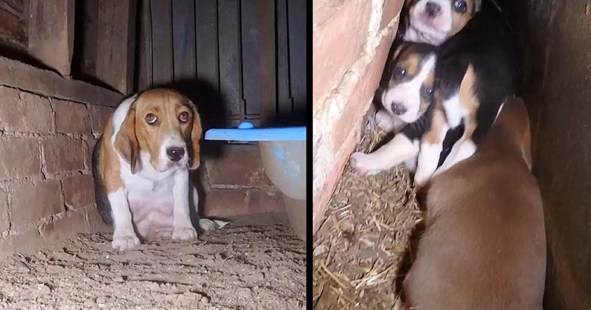 Frightened Puppy Mill Dog Hides Her Her Puppies In The Wall To ƙeep Them Safe