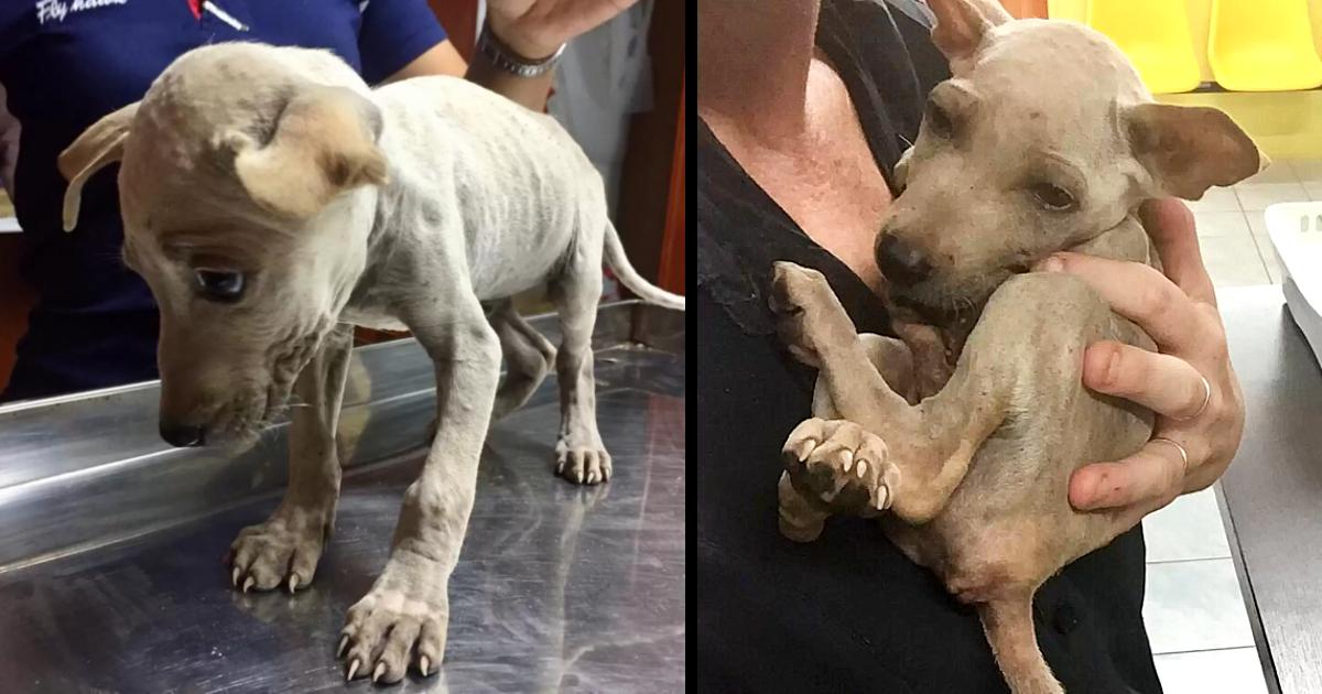 Frightened Street Puppy Who Lost His Family Can’t Stop Cuddling His Rescuer