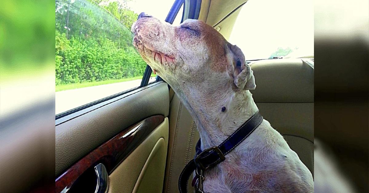 Girl Takes Her Dying Dog On One Last Car Ride, Dog’s Face Makes Family Tear Uρ