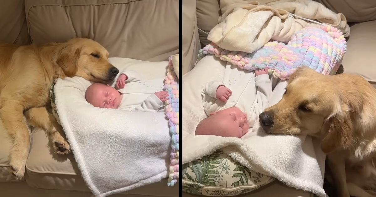 Golden retriever falls in love with newborn baby and won’t leave his side