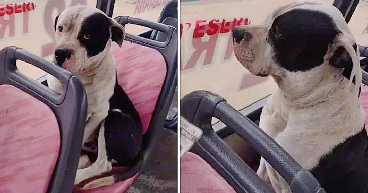 “Good morning, your ticket please”: Puppy on the bus pretends not to listen when they ask for his ticket