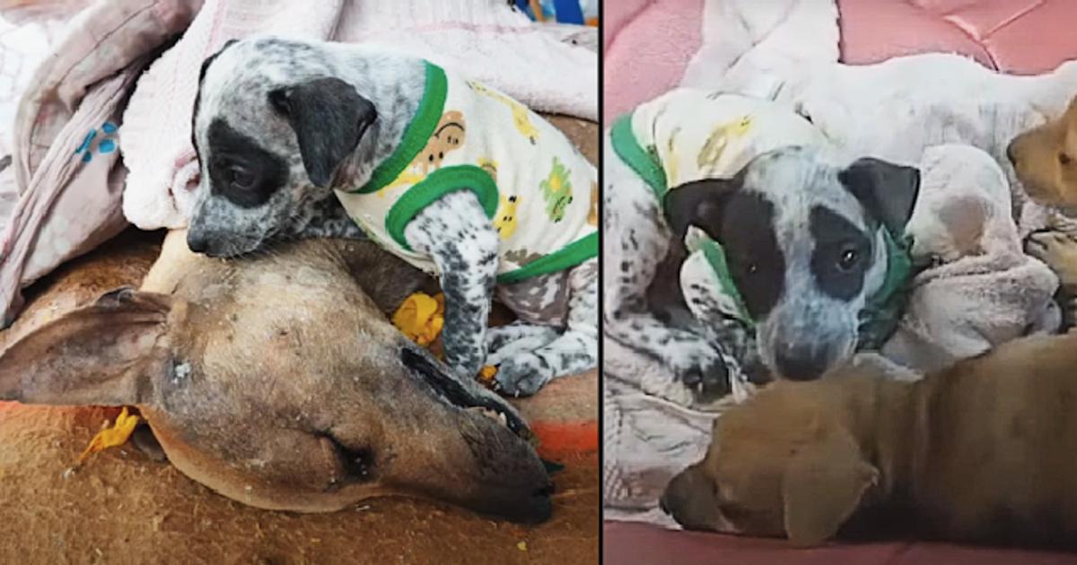 Grieving Puppy Won’t Leave Lifeless Mom Even As He Says His Last Goodbyes