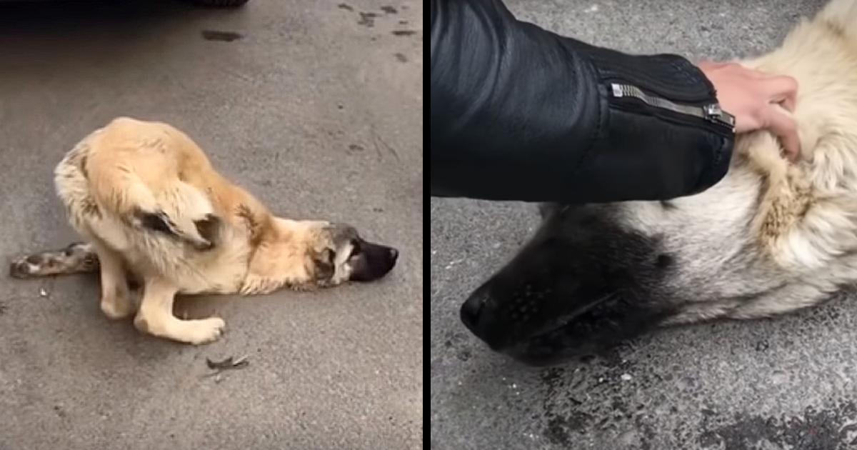 He puts his hand on the head of a run over dog that stopped fighting and whispers in his ear