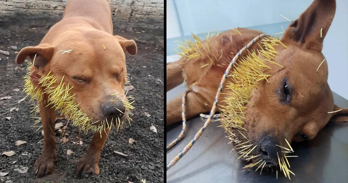 Heartbreaking scene of a pet dog screaming in pain because of hundreds of thorns growing on its mouth.