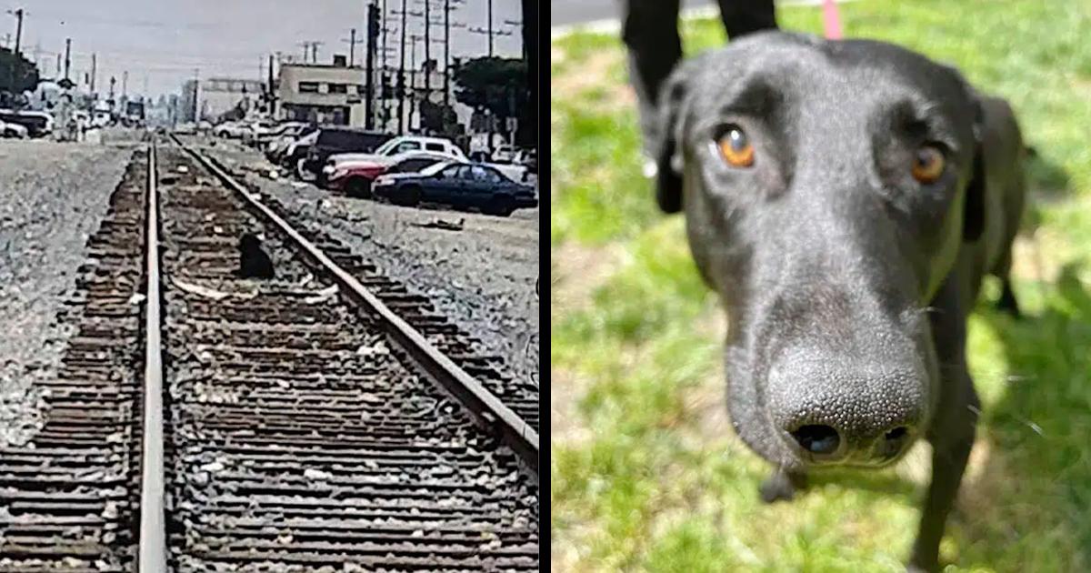 Heartbroken Dog Waits On Train Tracks For A Week For Owners To Come Back For Him