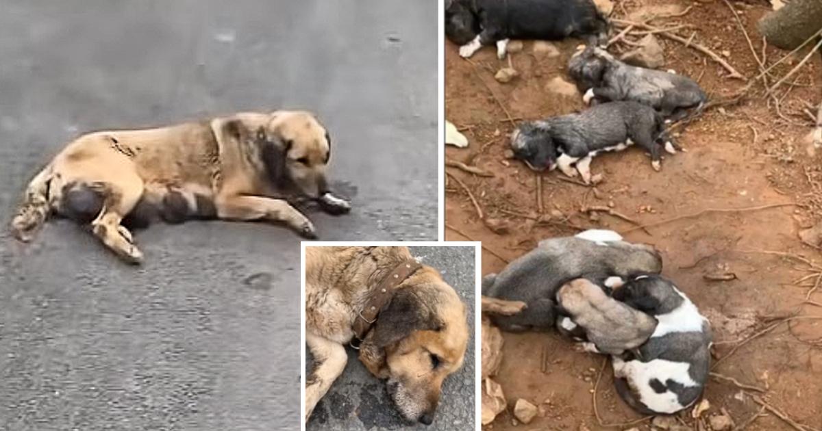 Heartbroken Mother Dog Dragged Her Dilapidated Body Along Street Begging For Help For Her Dying Little Children