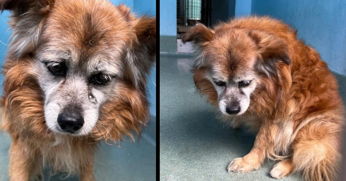 Hearts have broken for 18 year old Dog dumped at shelter after his owners had no time for him